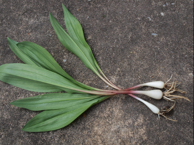 Ramps are a stinky springtime specialty Elkins Depot Center